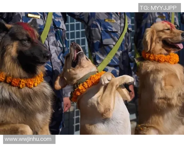 尼泊尔警察与武警部队的职责与合作关系探讨